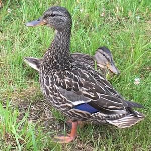 Meet your Posher, Hailey